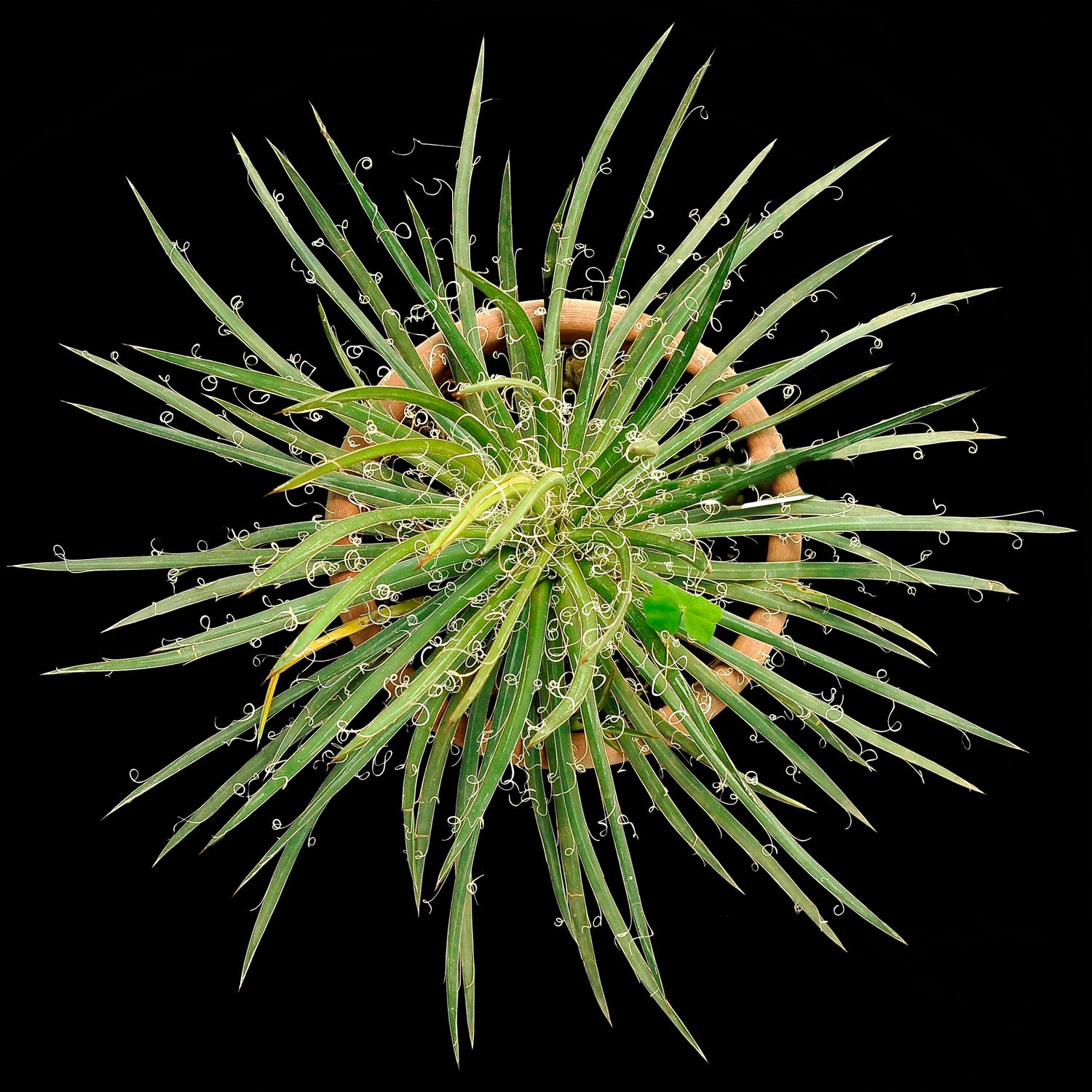 Agave x leopoldii hort. ex G.Nicholson