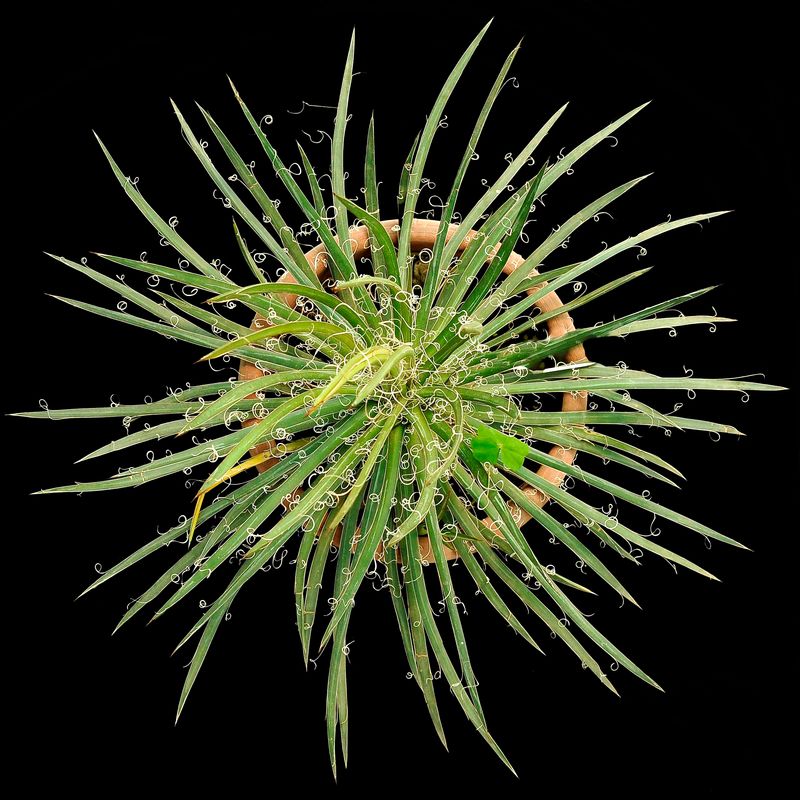 Agave x leopoldii hort. ex G.Nicholson