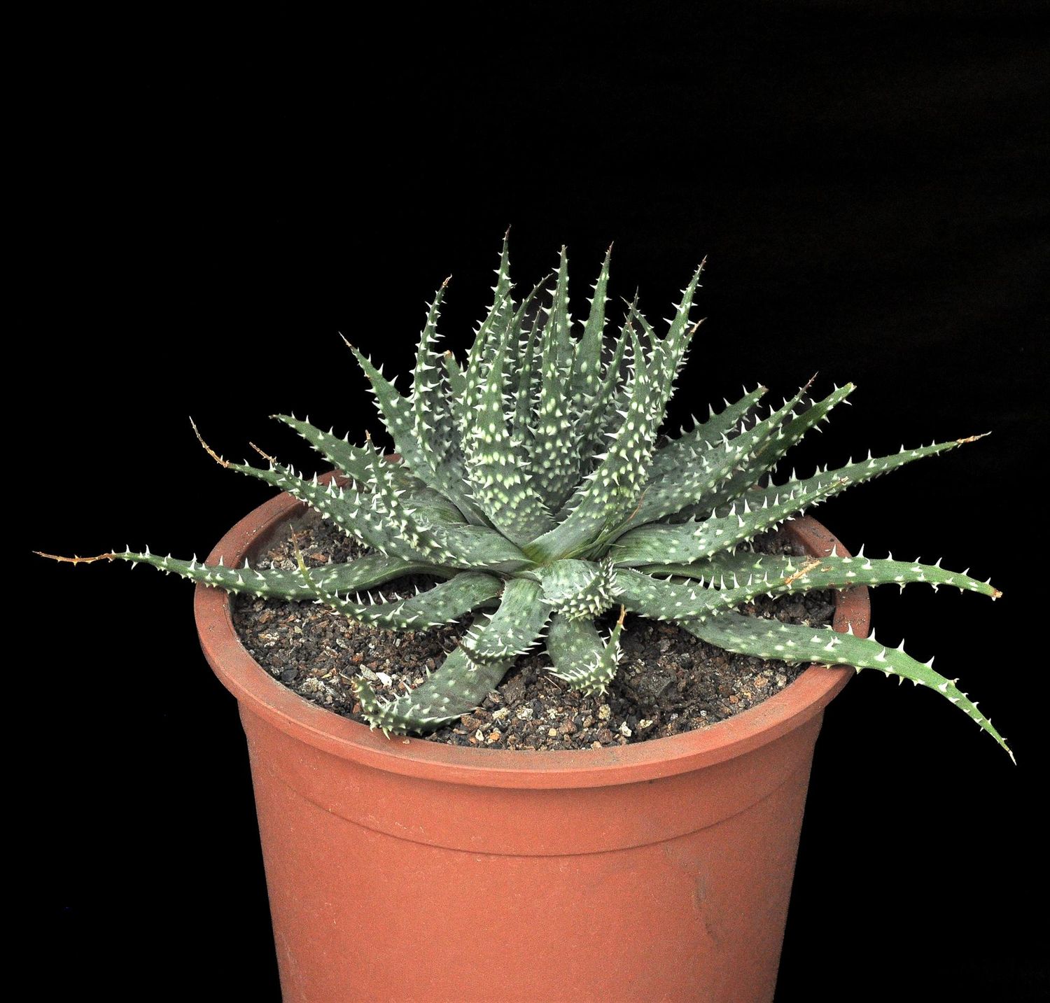 Specimen plant for display purpose only.