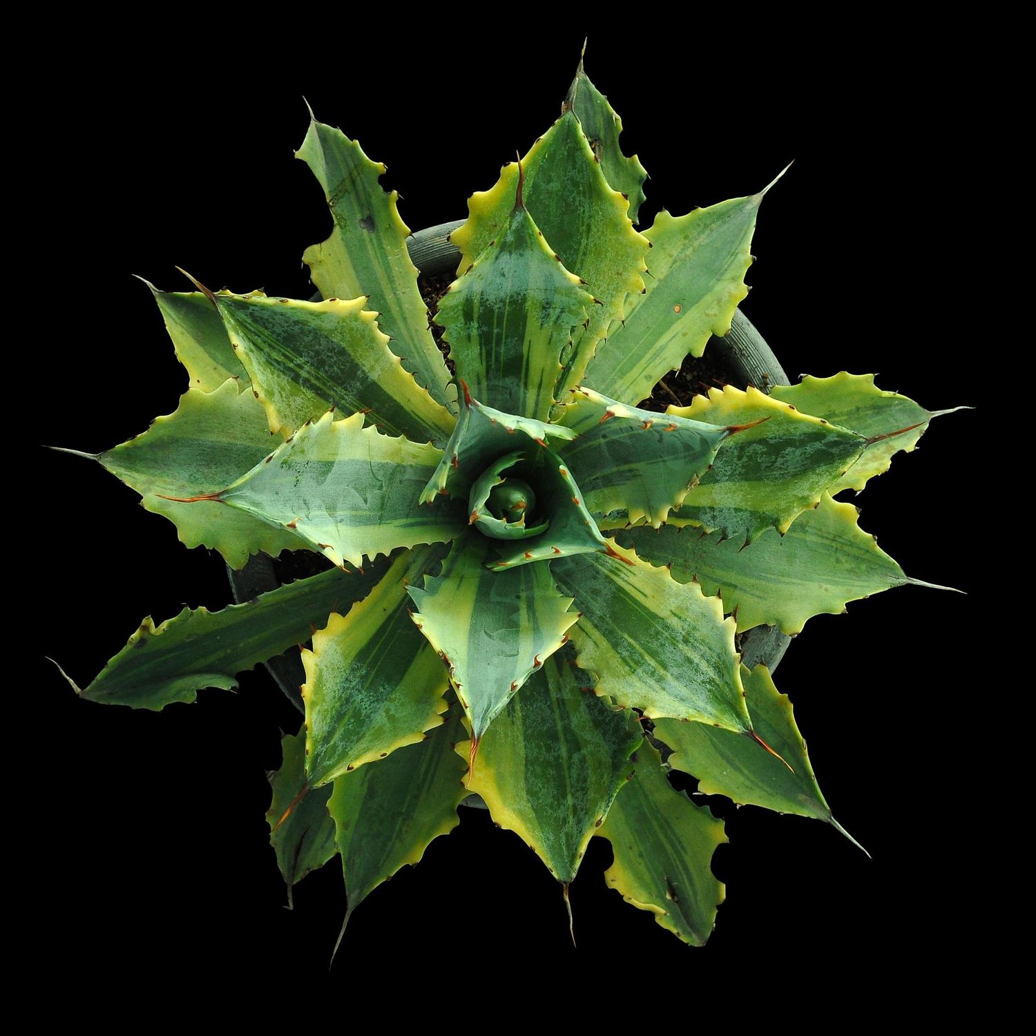 Specimen plant for display purpose only.