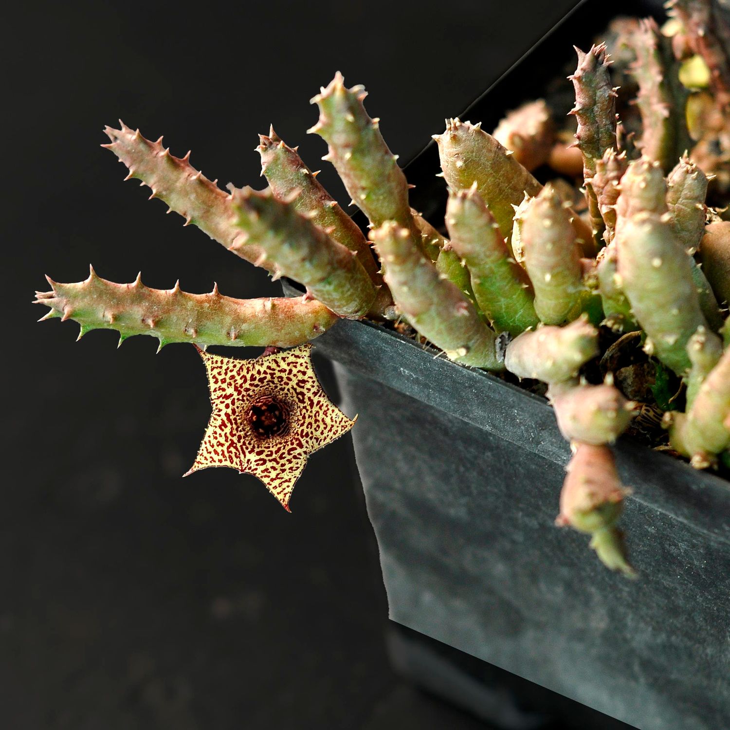 Huernia hislopii
