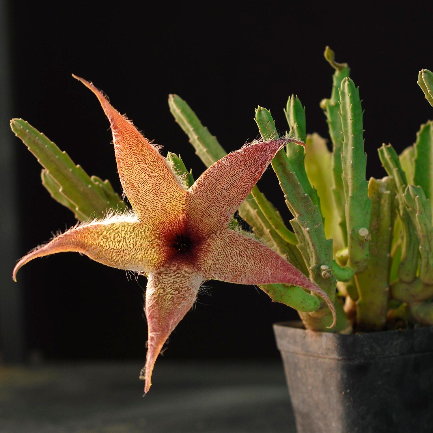 Stapelia gigantea Narrow Flower