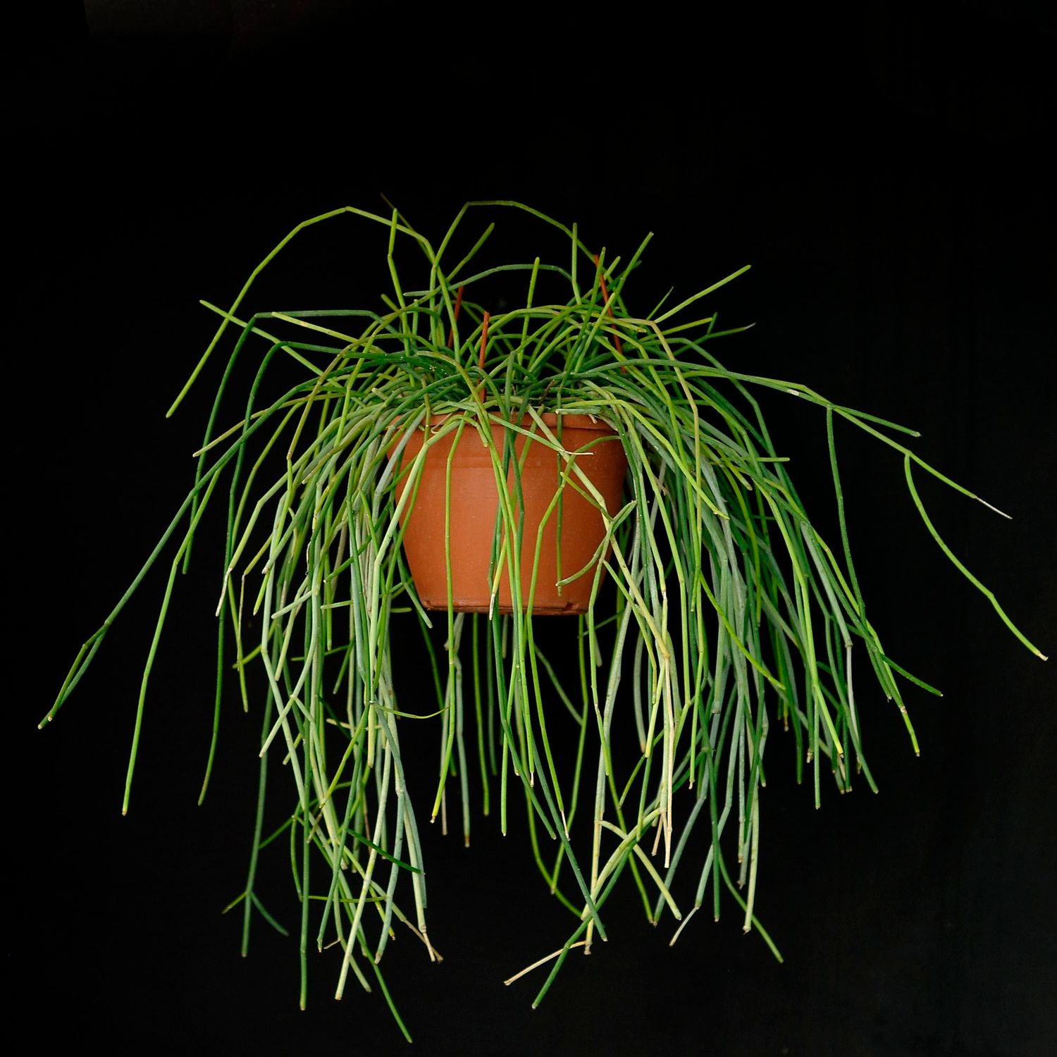 Cynanchum viminale (Thin stem clone) Cynanchum viminale (Thin stem clone)