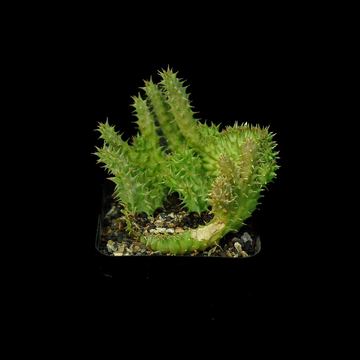 Huernia pillansii crest