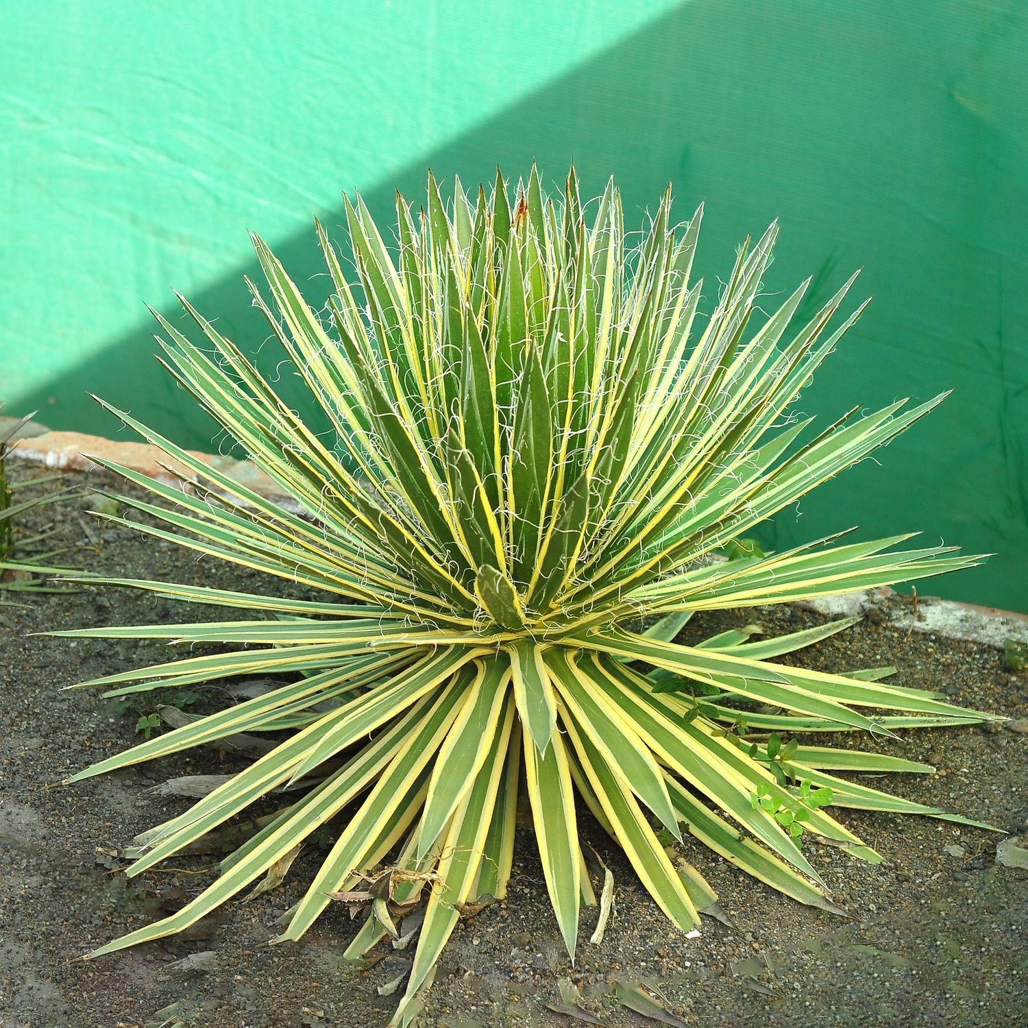 Agave schidigera cv. Shira Ito No Hoi
