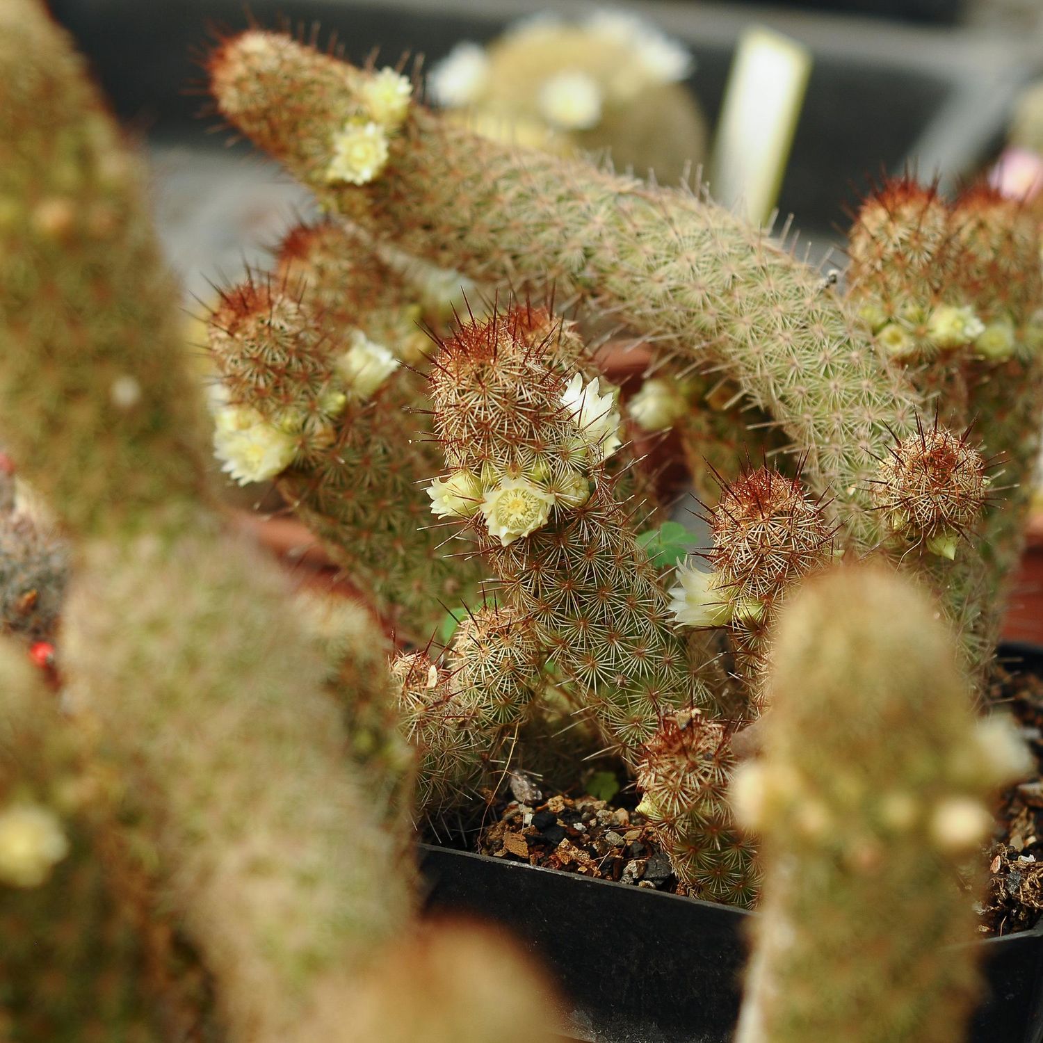 Mammillaria elongata Bronze spines albiflora
