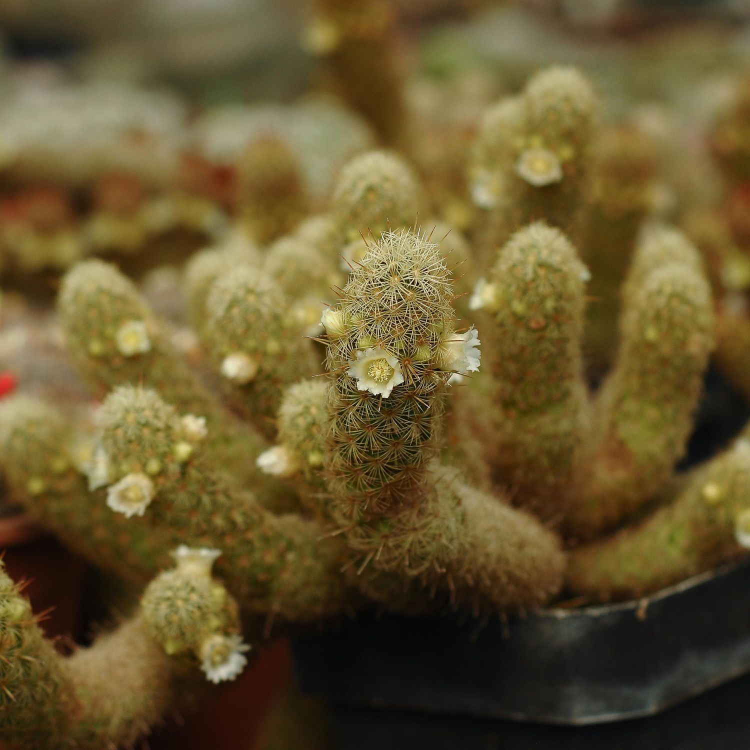 Mammillaria elongata Yellow spines albiflora