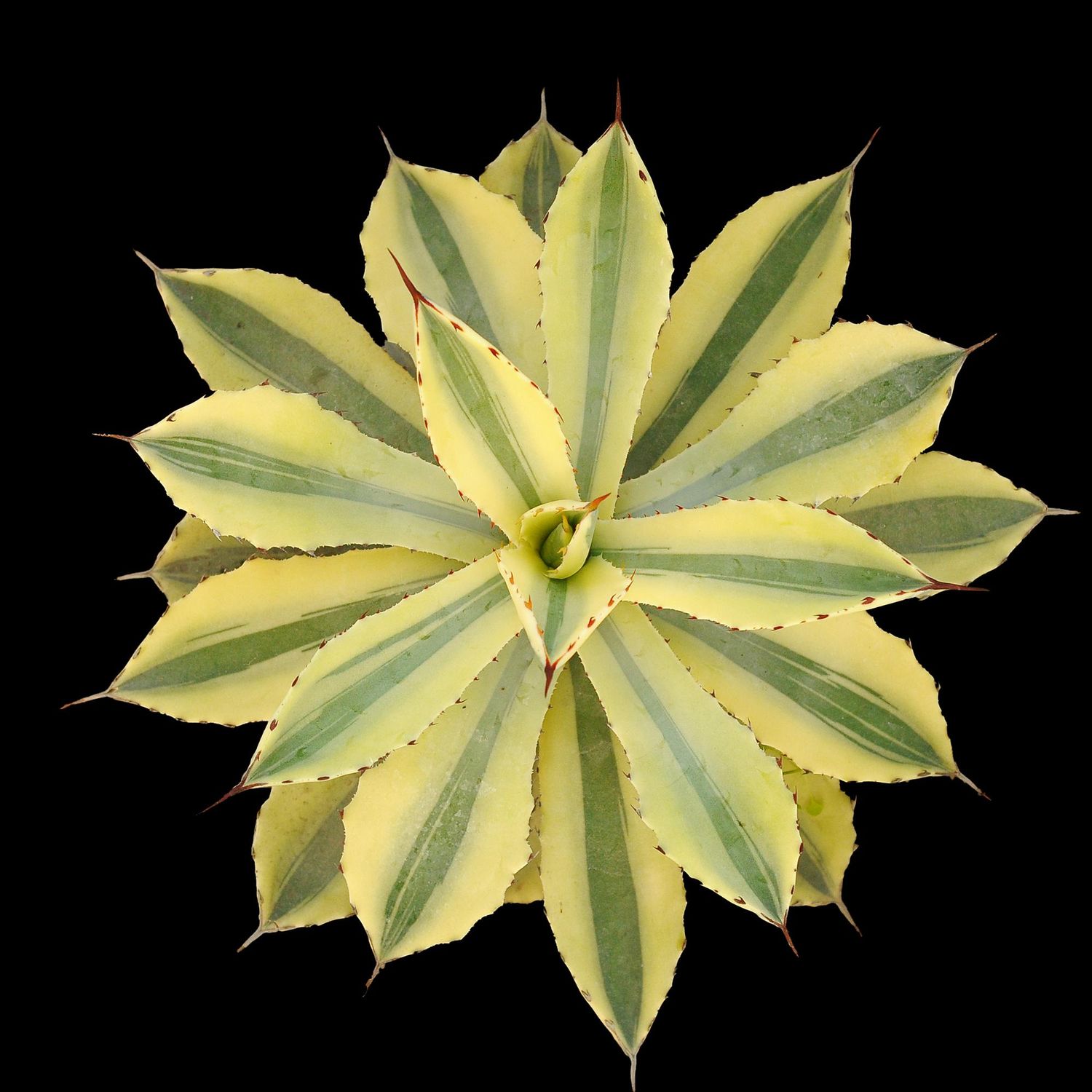 Agave Potatorum  Super Crown