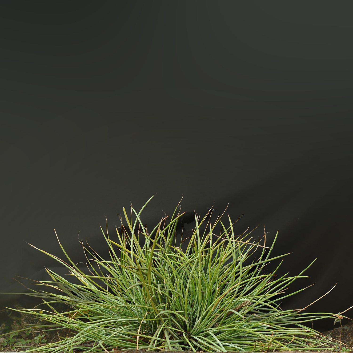 Agave stricta