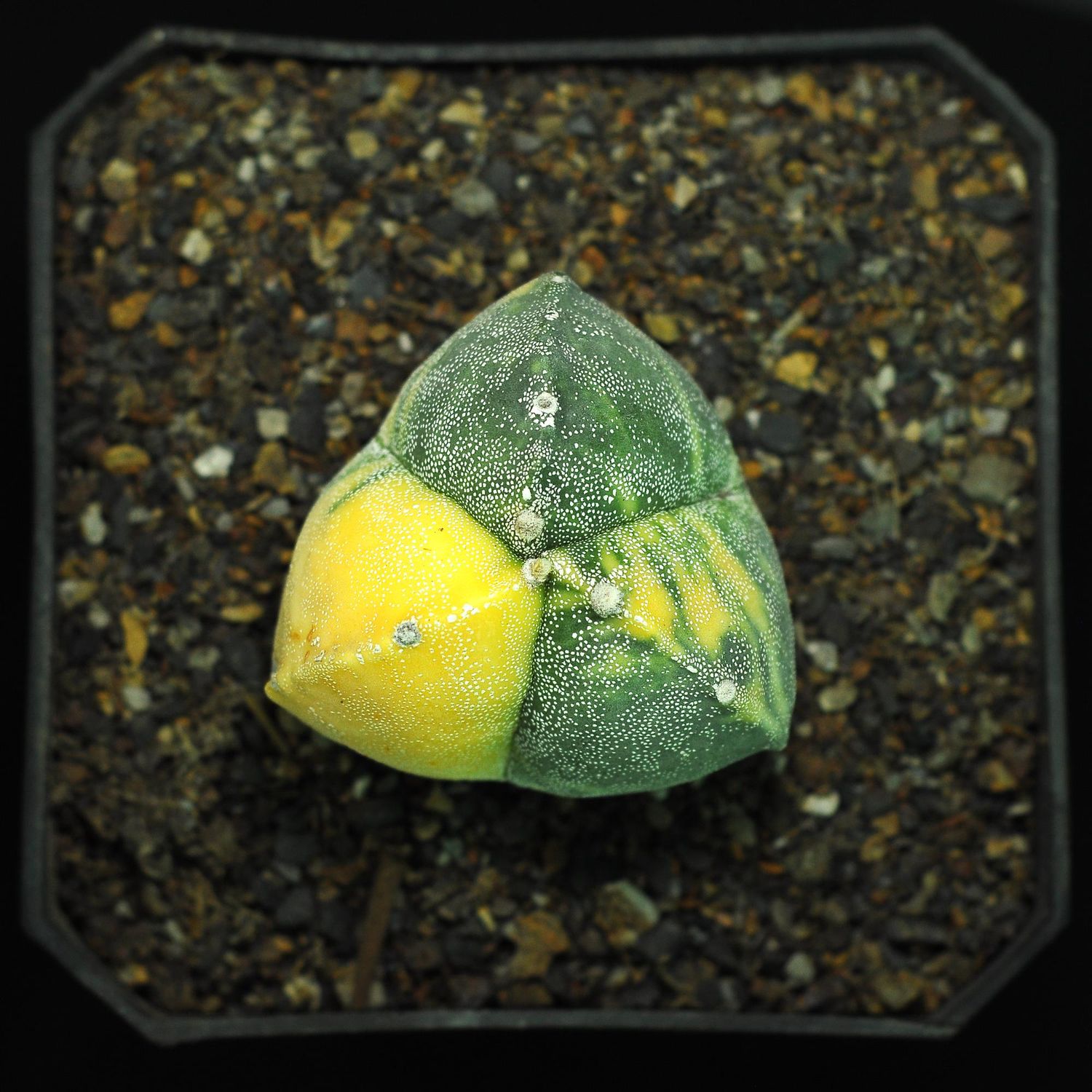 Astrophytum myriostigma Tricostatum Variegated