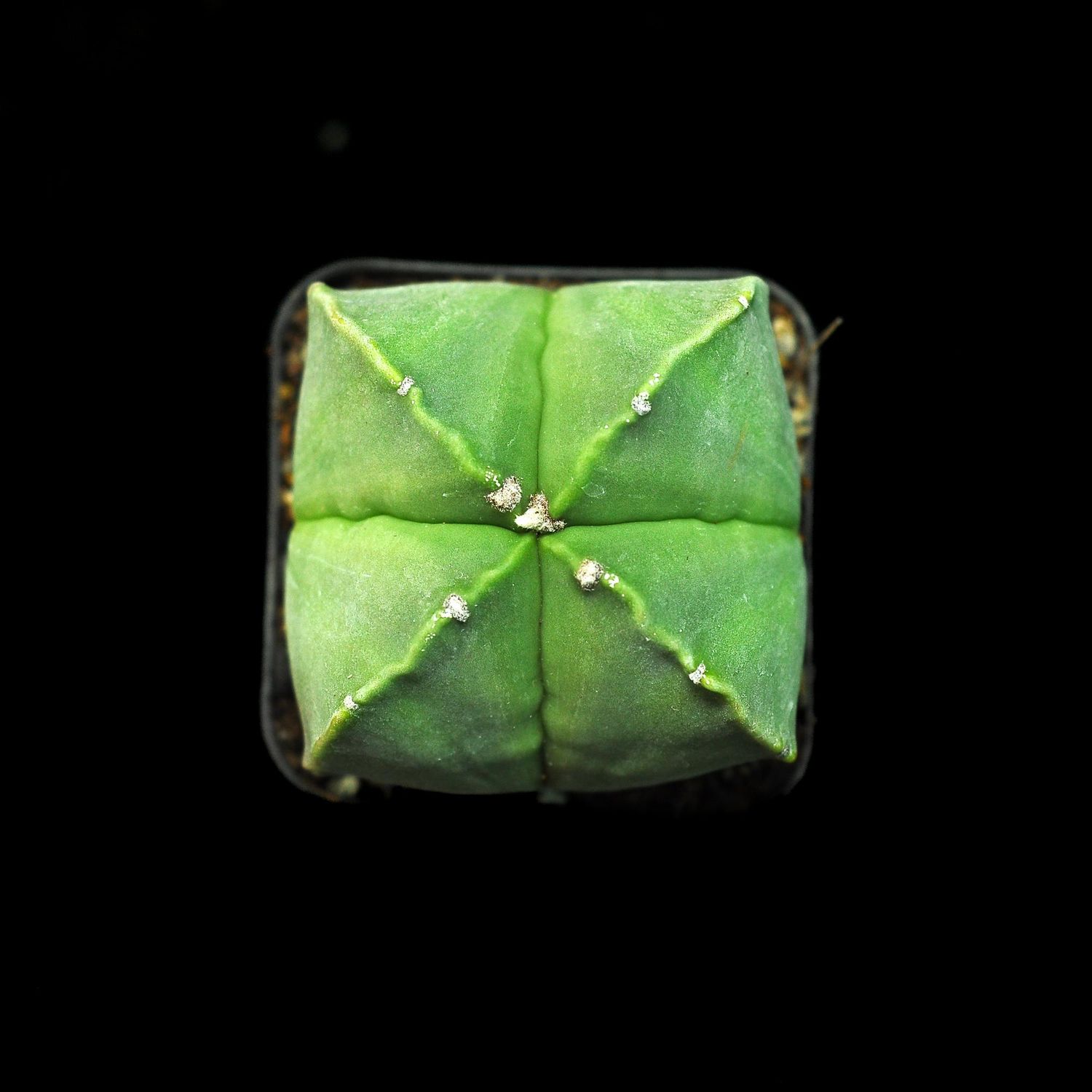 Astrophytum Myriostigma Quadricostatum Nudum Top View