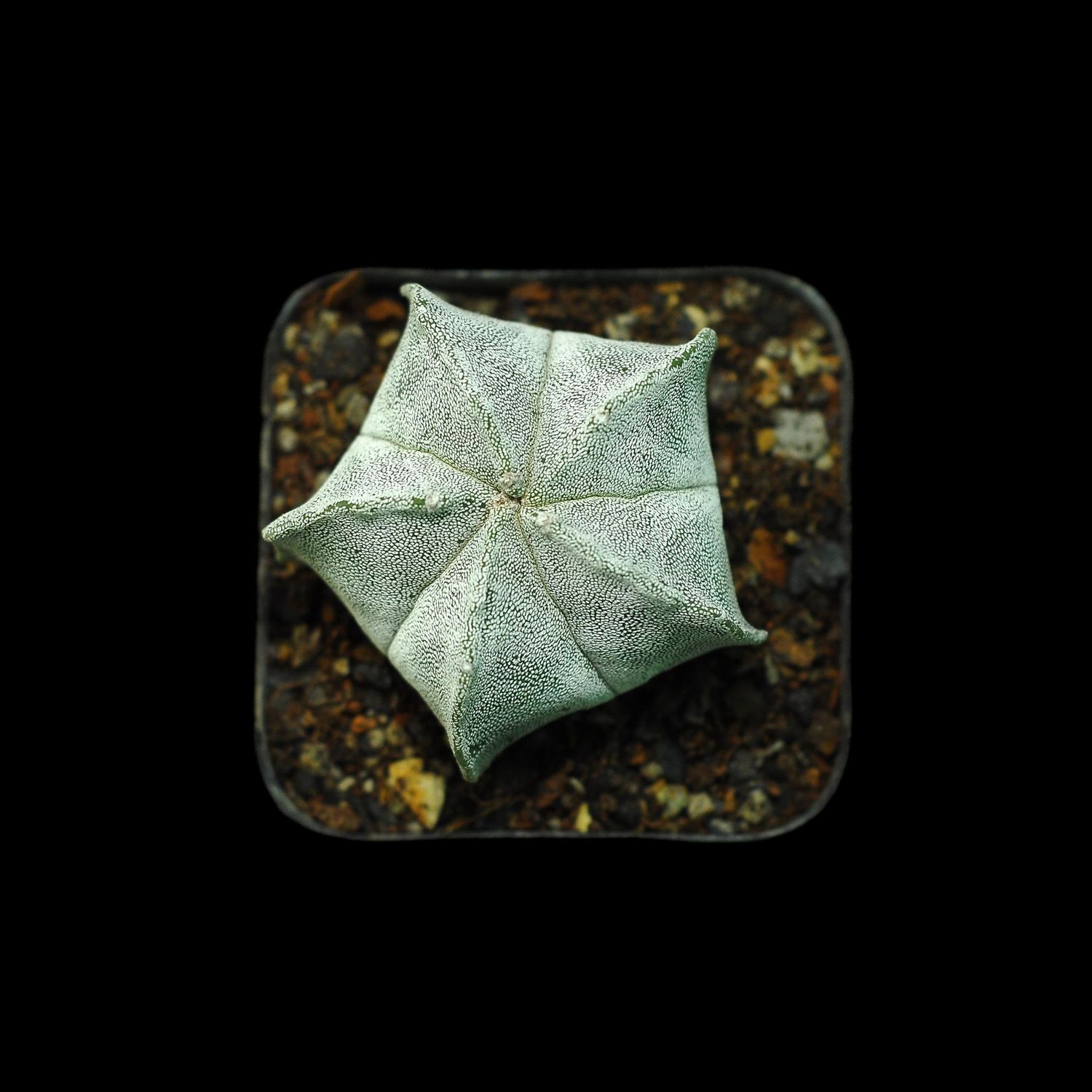 Astrophytum myriostigma - TOP VIEW