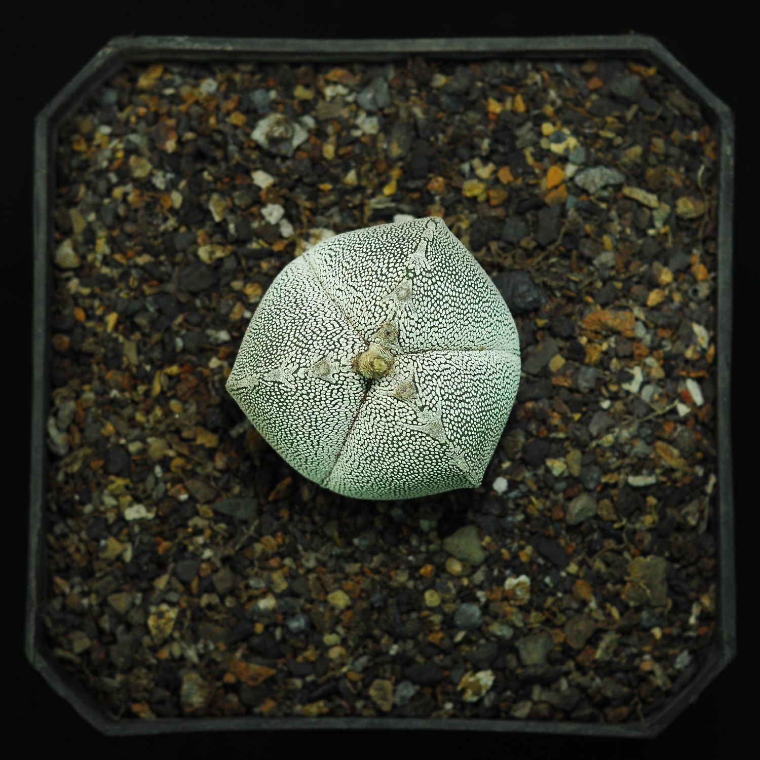 Specimen plant for display purpose only. 