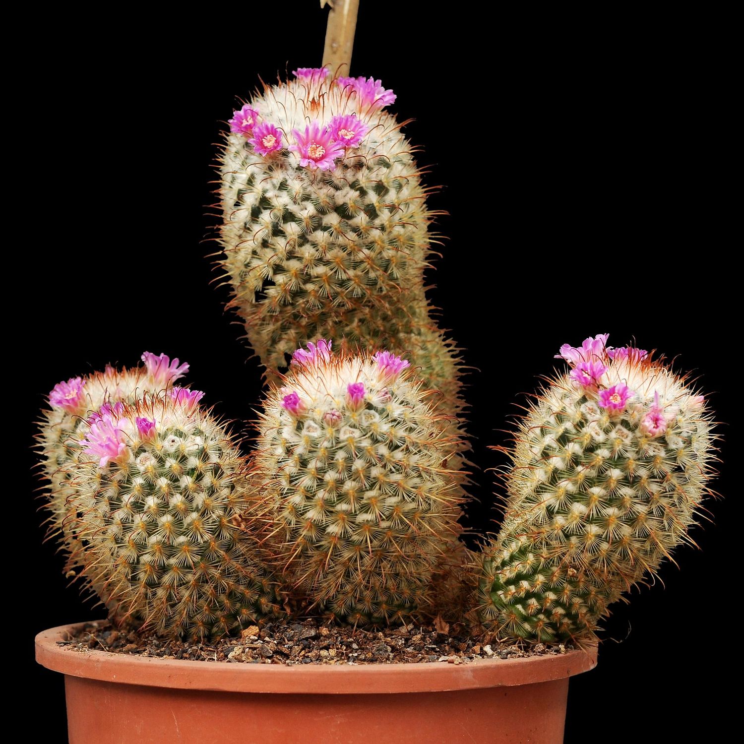 Mammillaria bombycina