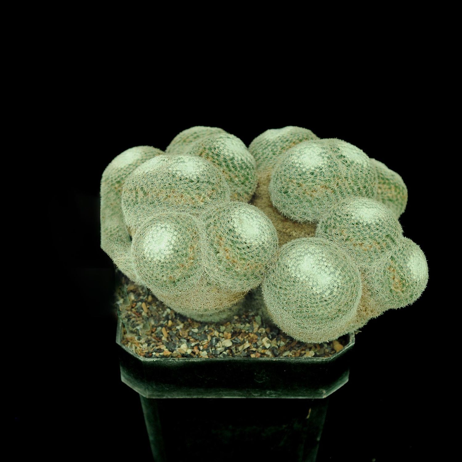 Mammillaria microthele