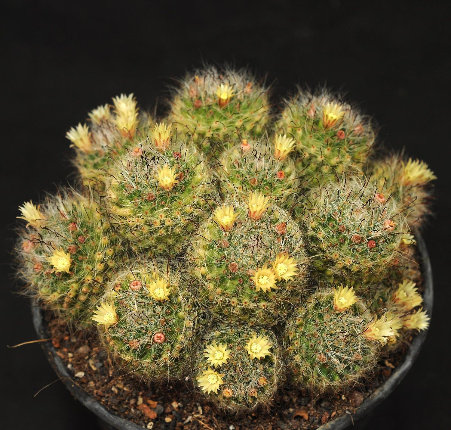 Mammillaria bocasana typical form