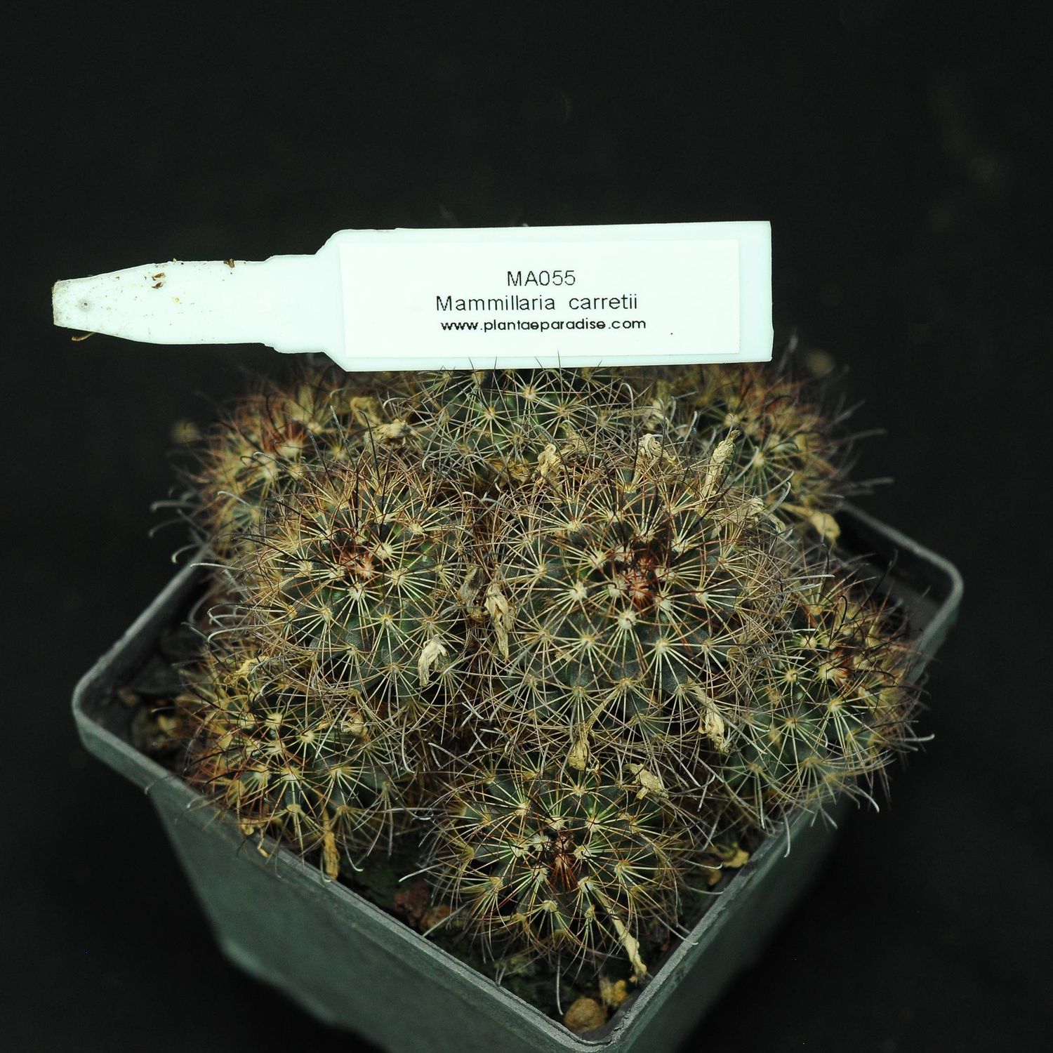 Mammillaria carretii