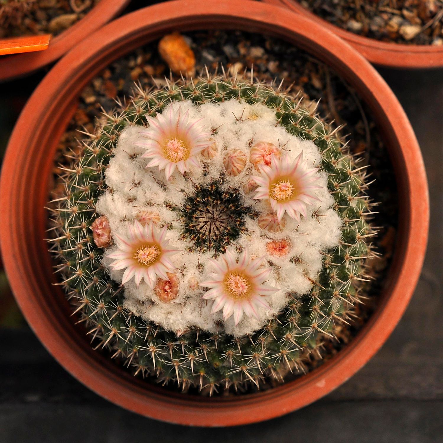 Neomammillaria formosa subs. chinocephala