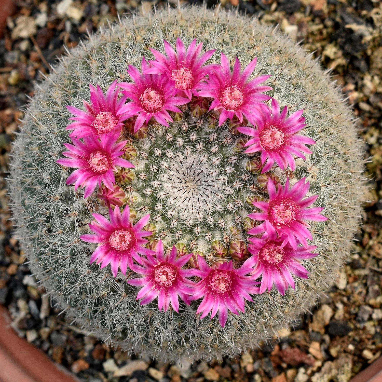 Mammillaria Perbella