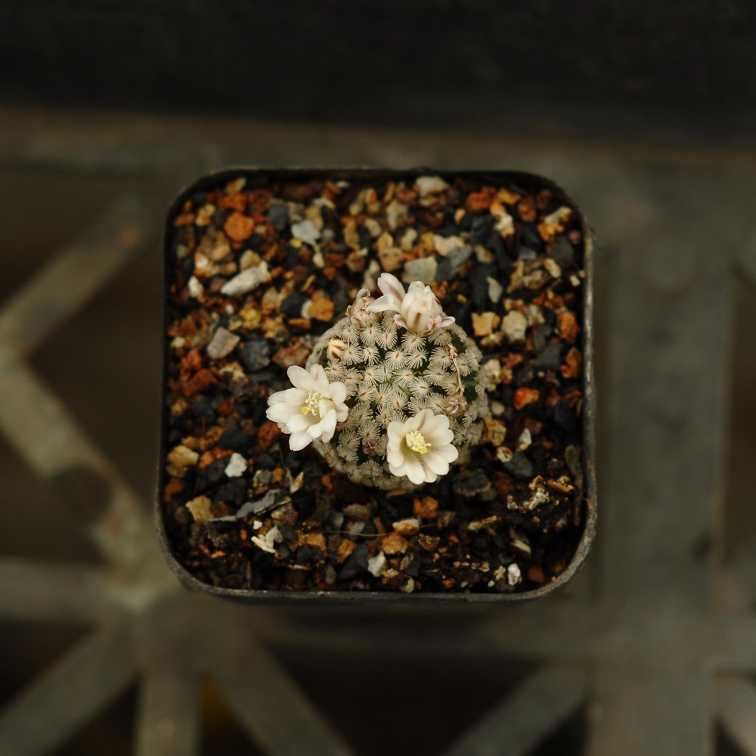 Mammillaria sanchez-mejoradae