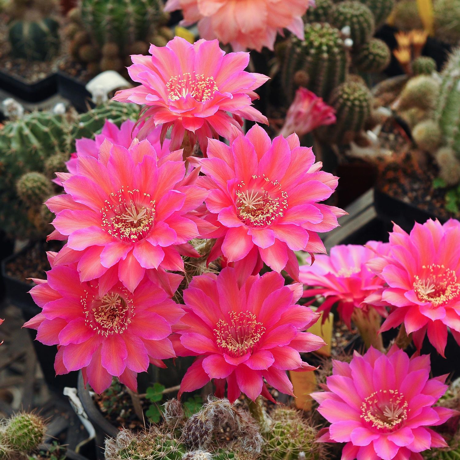 Echinopsis 'Sorceress' (Schick Hybrid) Echinopsis 'Sorceress' (Schick Hybrid)