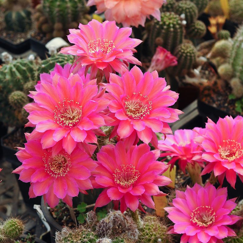 Echinopsis 'Sorceress'  (Schick Hybrid)
