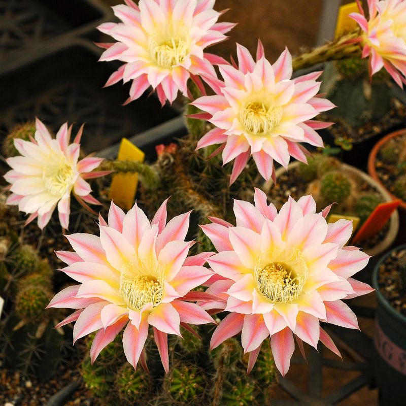 The most striking feature of 'Zeus' is its large, funnel-shaped flowers, which can reach up to 3.5 inches in diameter. 