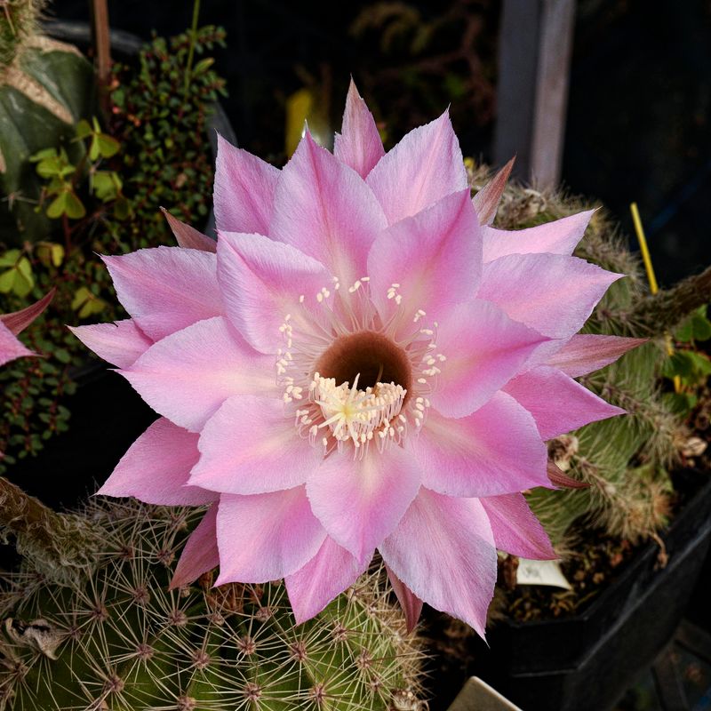 Echinopsis hybrid "Geometría Malva"