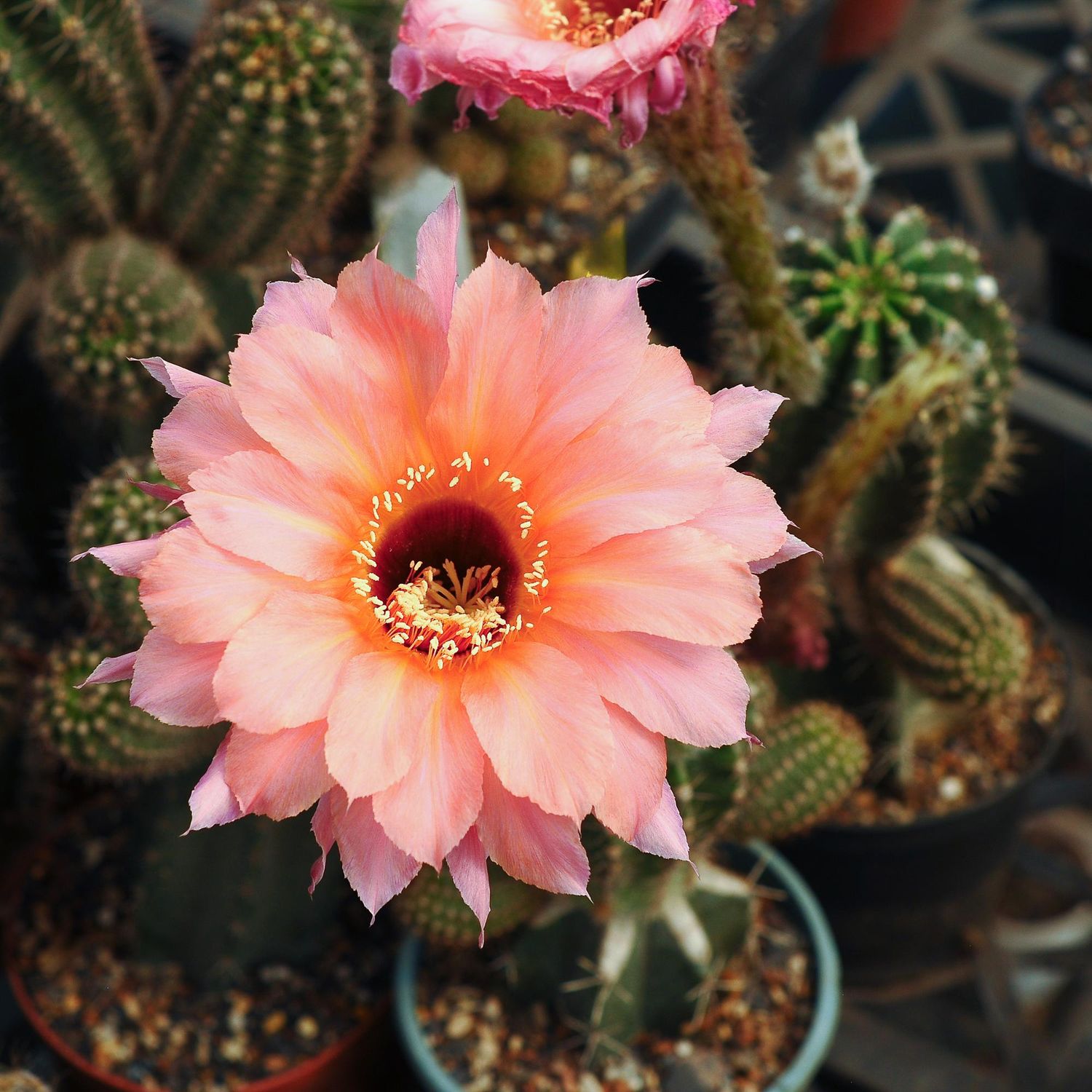 Echinopsis Hybrid Echinopsis Hybrid "Spring Blush" with beautiful flower