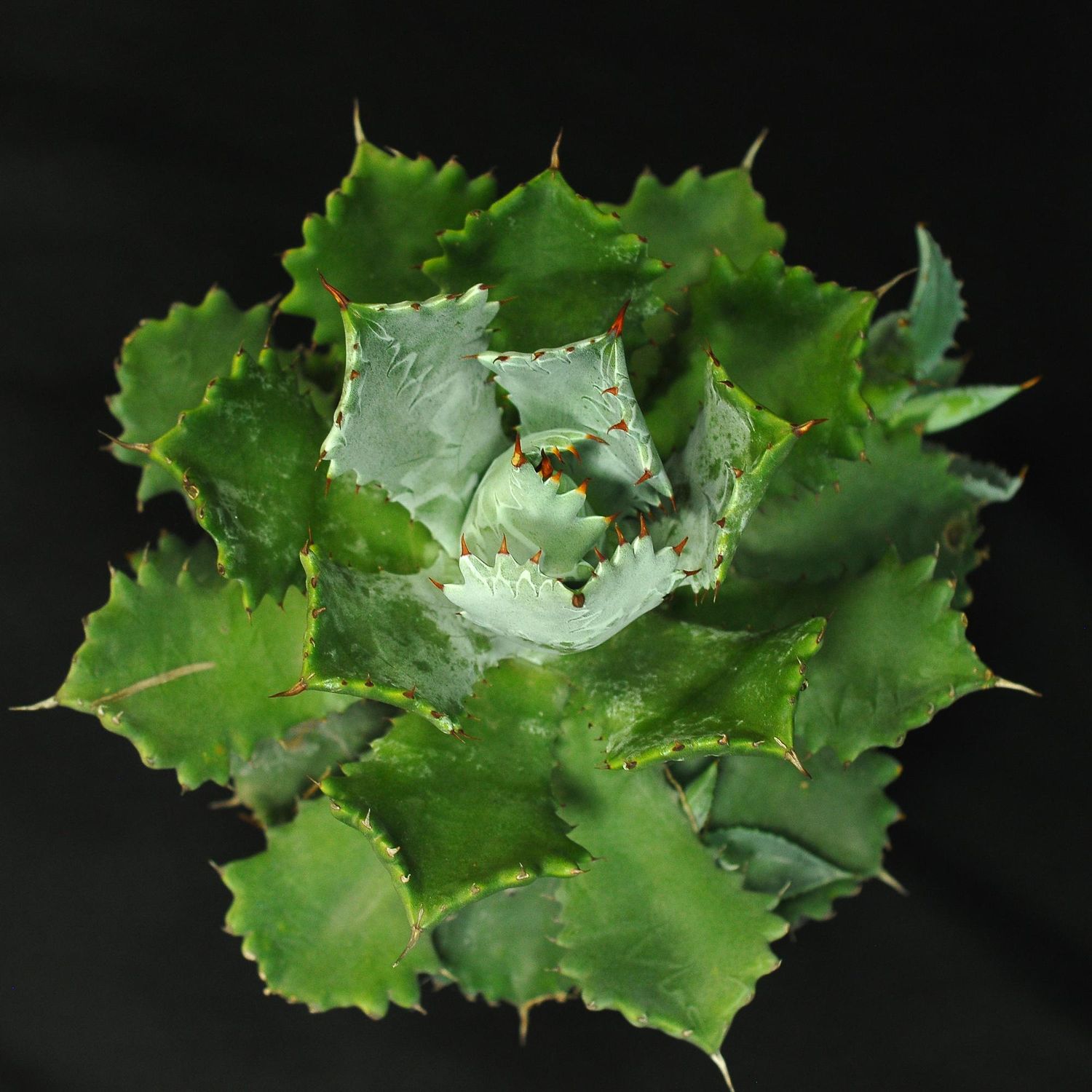 Specimen plant for display purpose only.