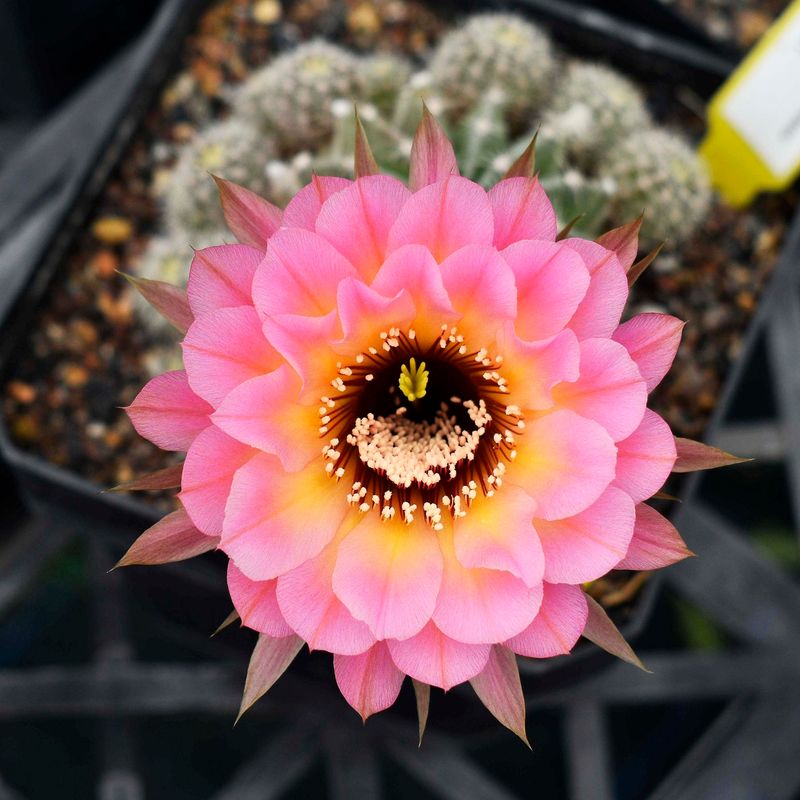 Echinopsis hybrid Gratitude