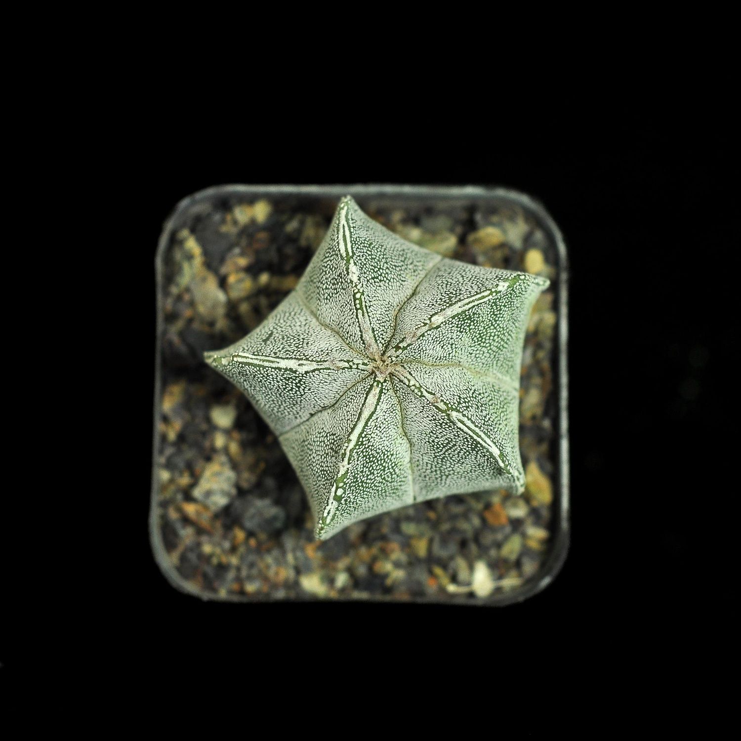 Astrophytum myriostigma cv PIPES