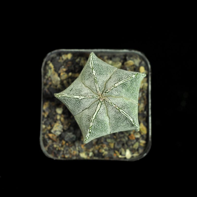 Astrophytum myriostigma cv PIPES