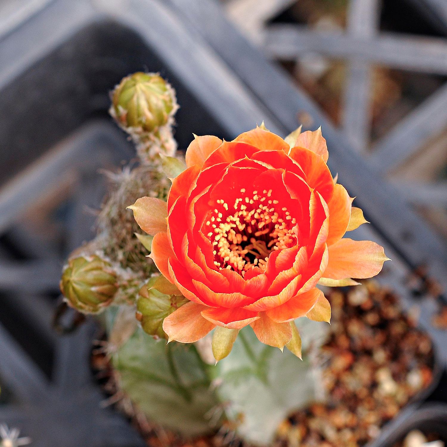 Lobivia hybrid Declaration Audacieuse-FLOWER