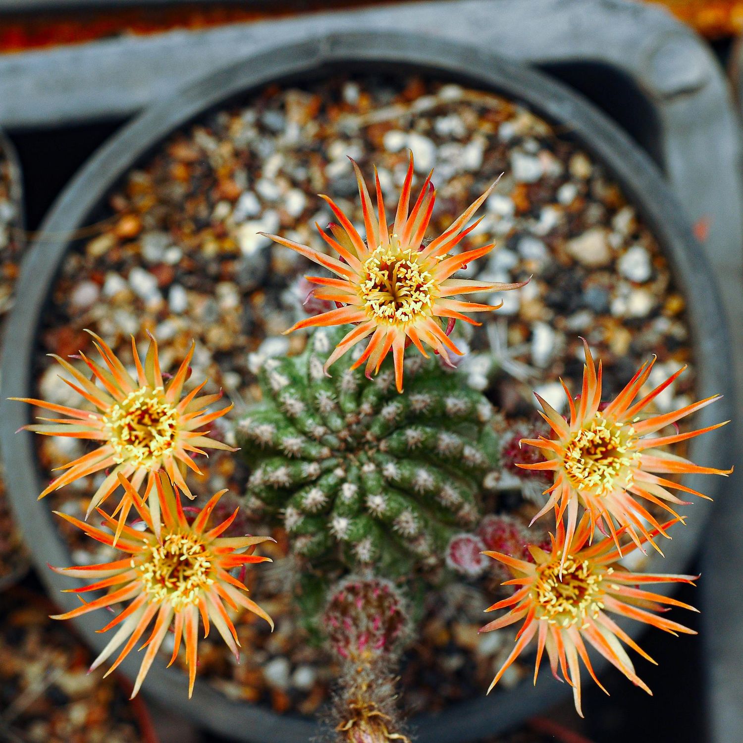 Lobivia Hybrid LCF74 Shinshowa Orange Lobivia Hybrid LCF74 Shinshowa Orange