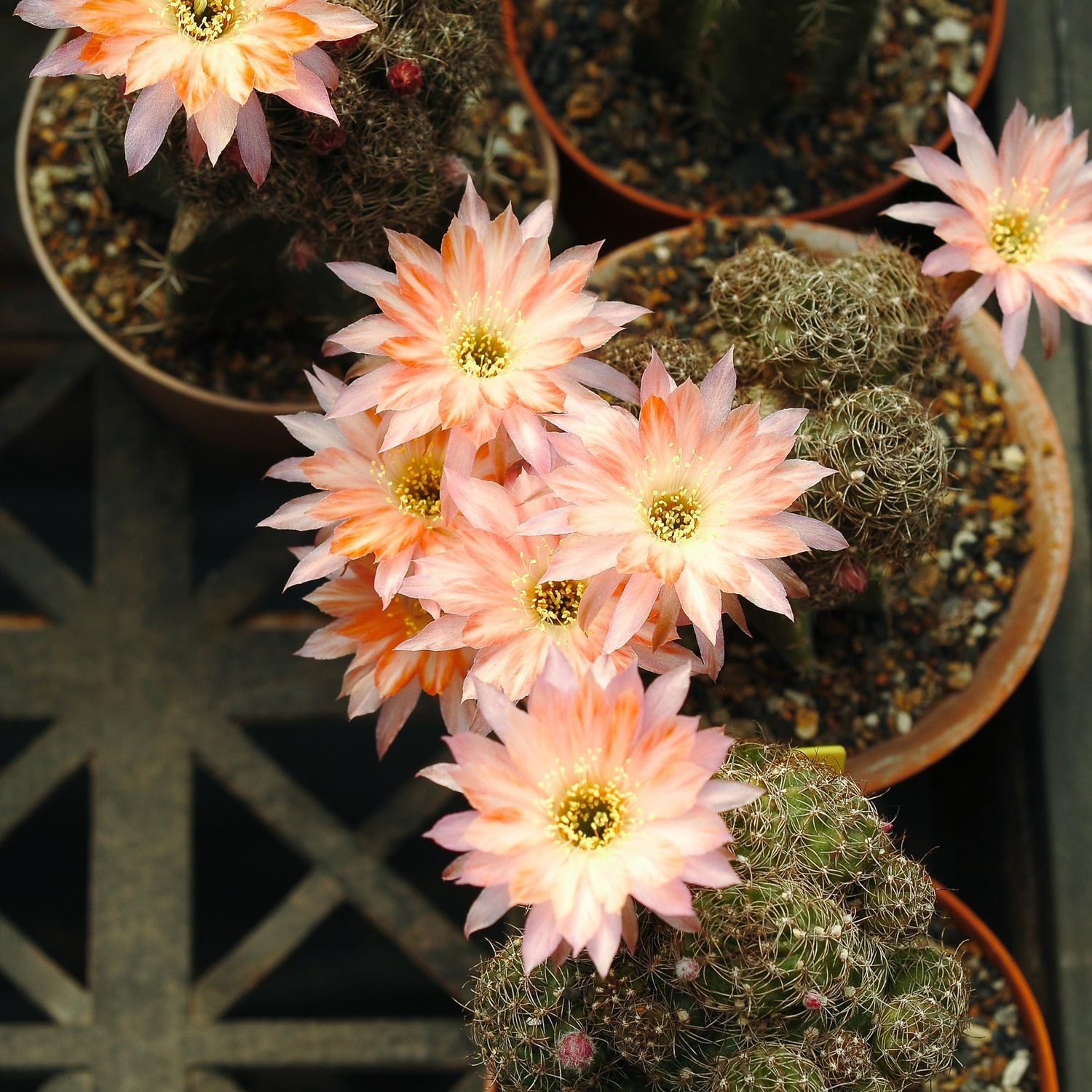 Lobivia hybrid MJ006