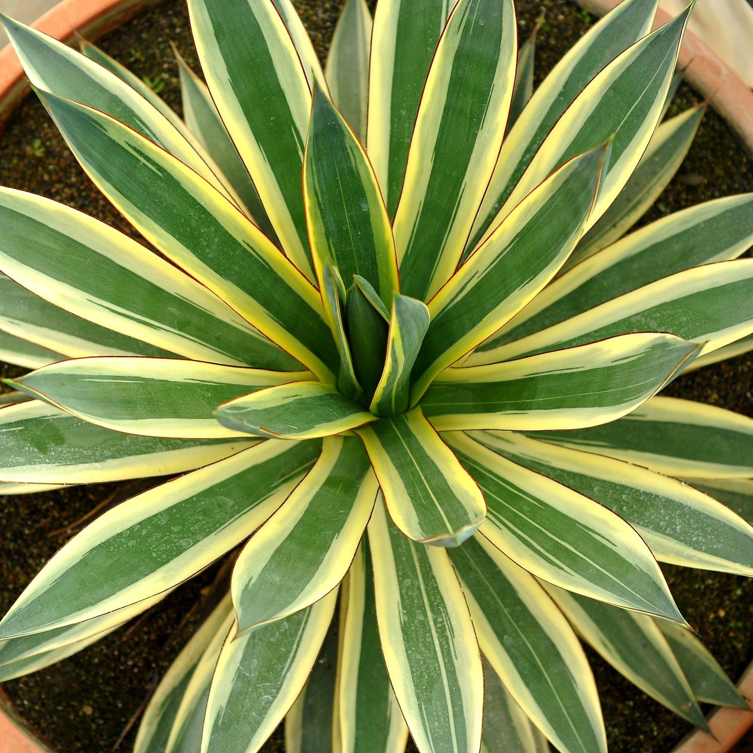 Agave Potatorum Snowglow
