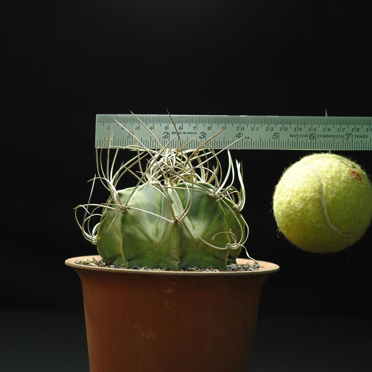 Astrophytum capricorne var. crassispinum