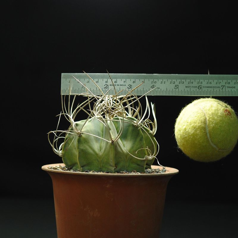 Astrophytum capricorne var. crassispinum Astrophytum capricorne var. crassispinum