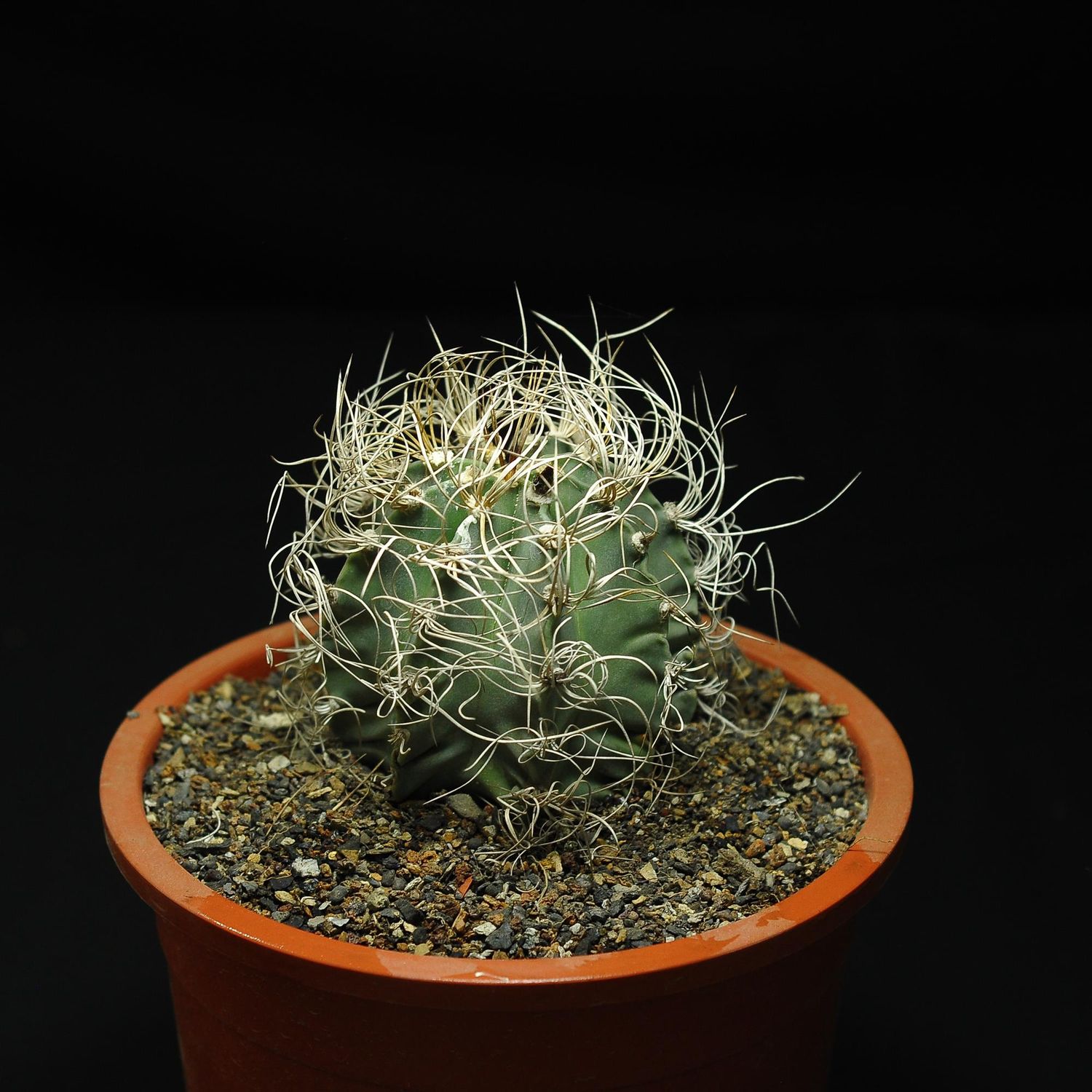 Specimen plant for display purpose only.