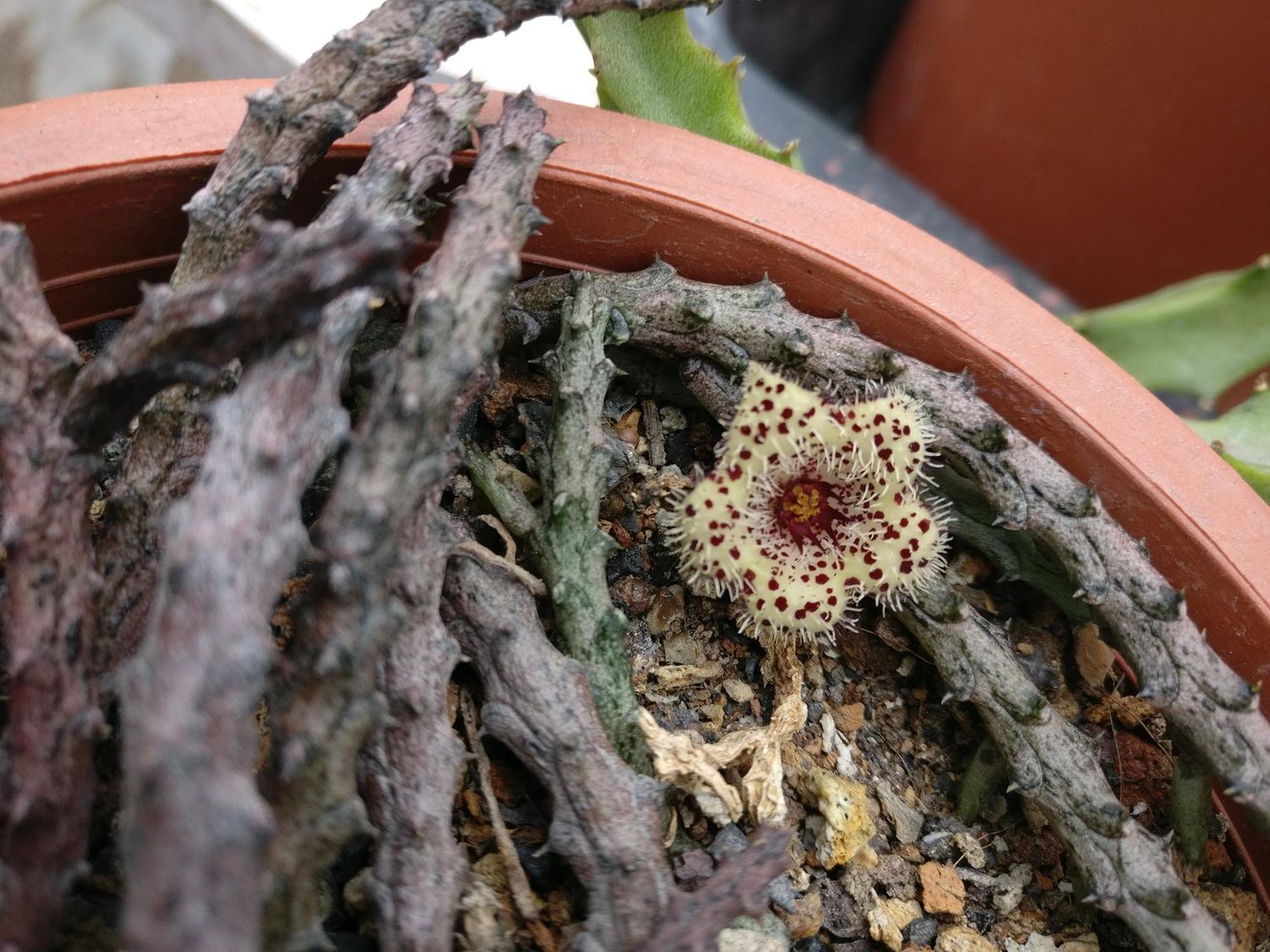 Stapelia Madagascar