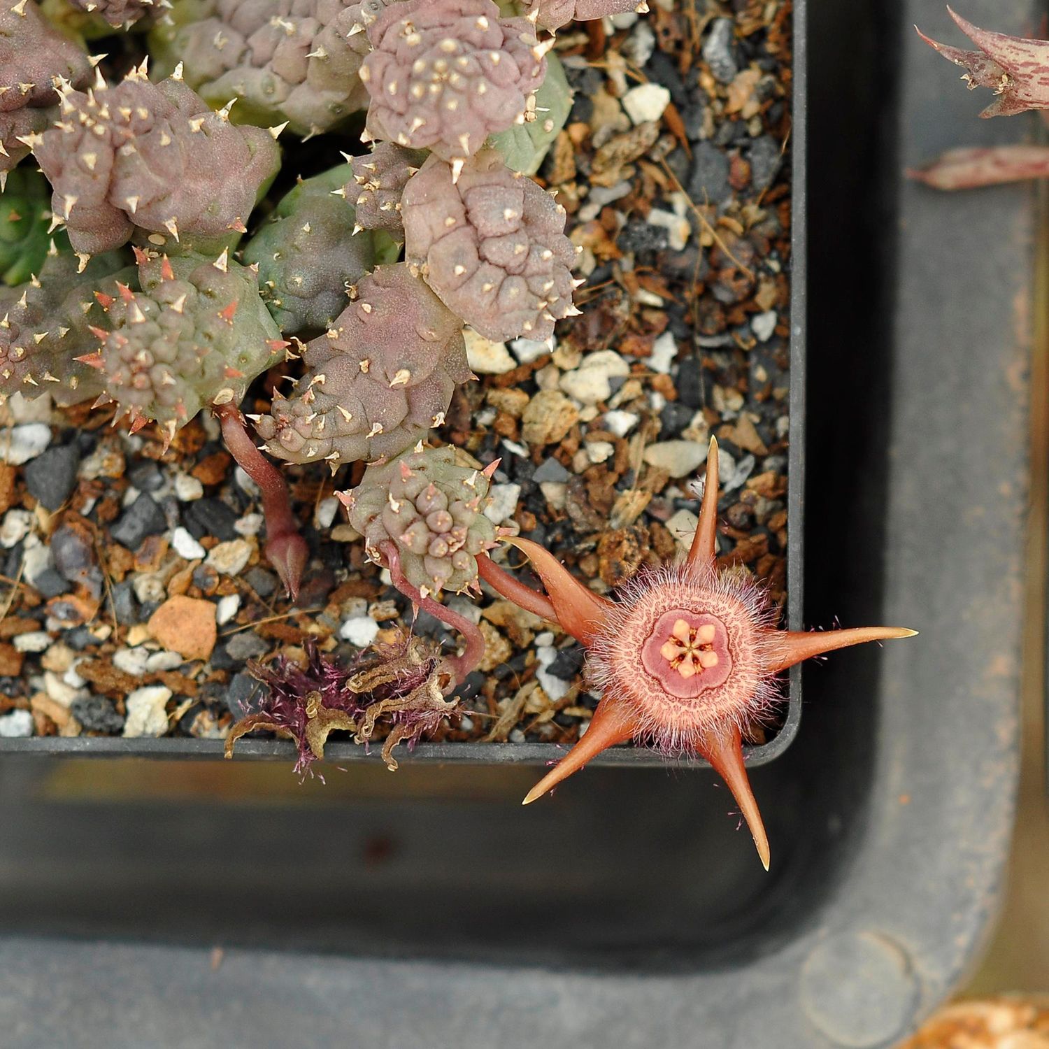 Duvalia corderoyi