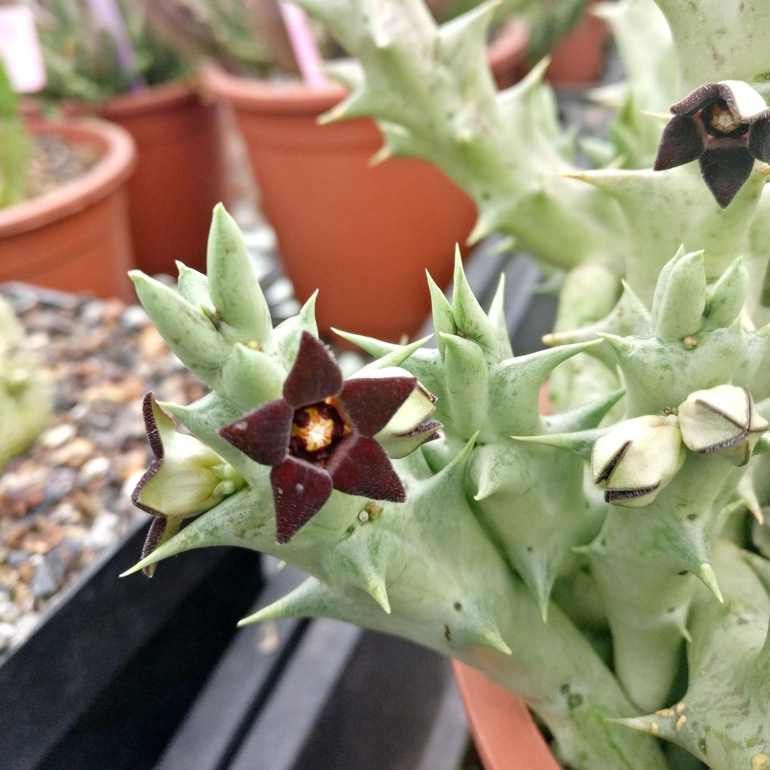 Orbea Decaisneana