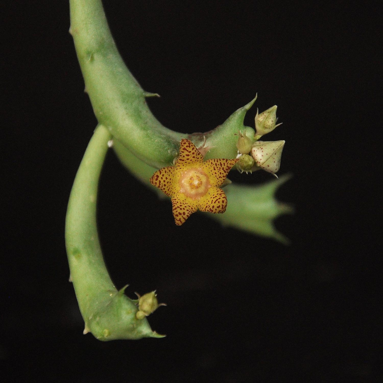 Orbea Schweinfurthii