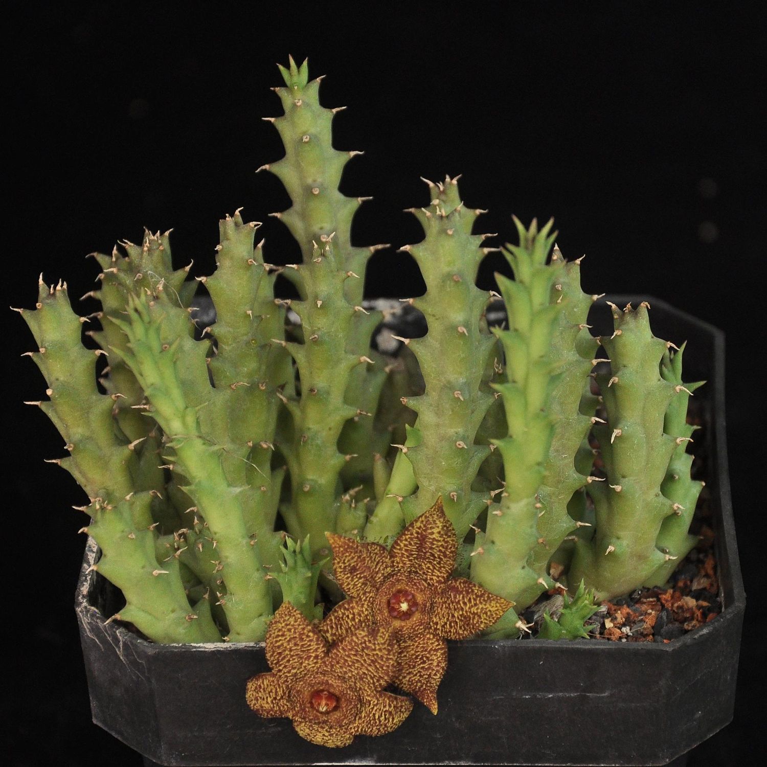 Orbea verucosa x Orbea cooperi