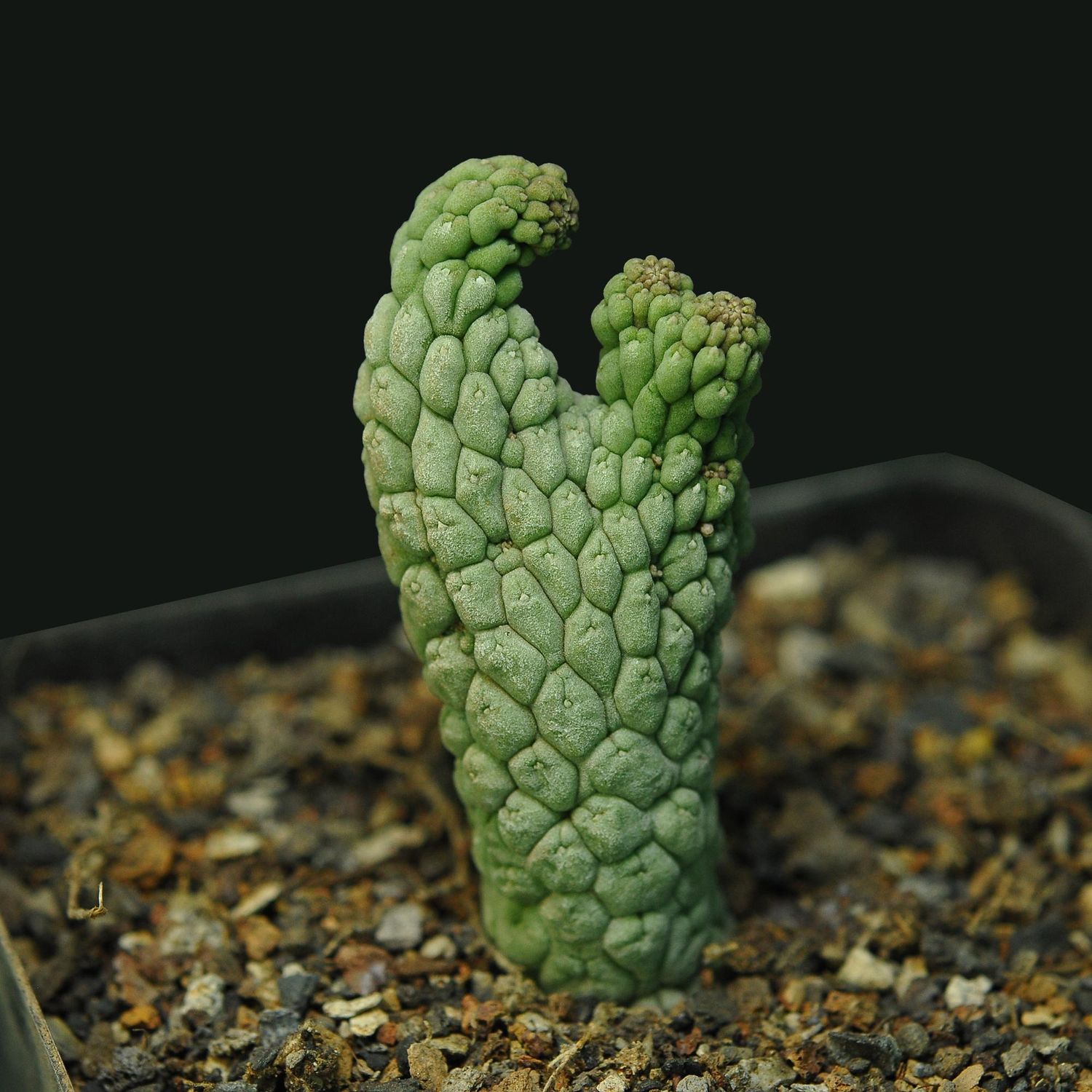 Larryleachia cactiformis crest