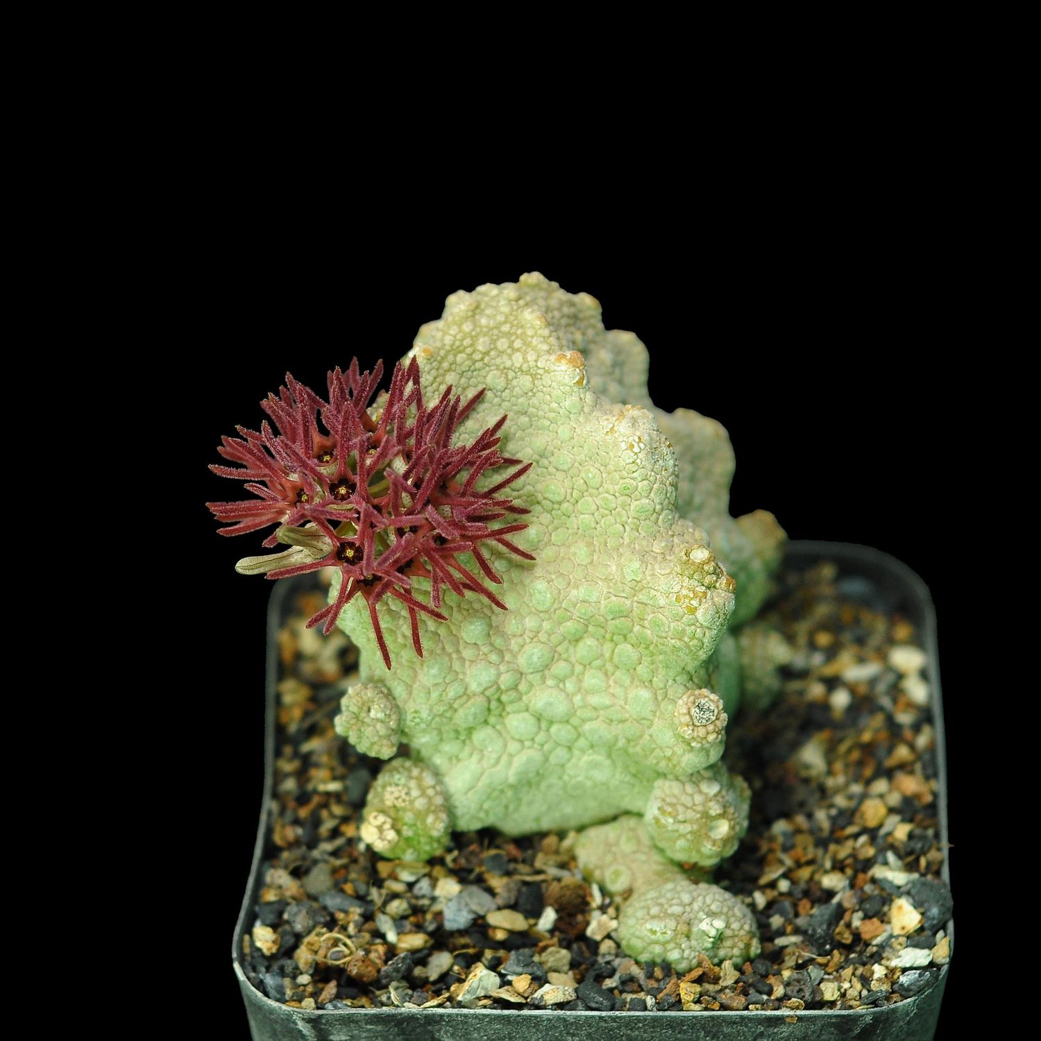 Pseudolithos cubiformis