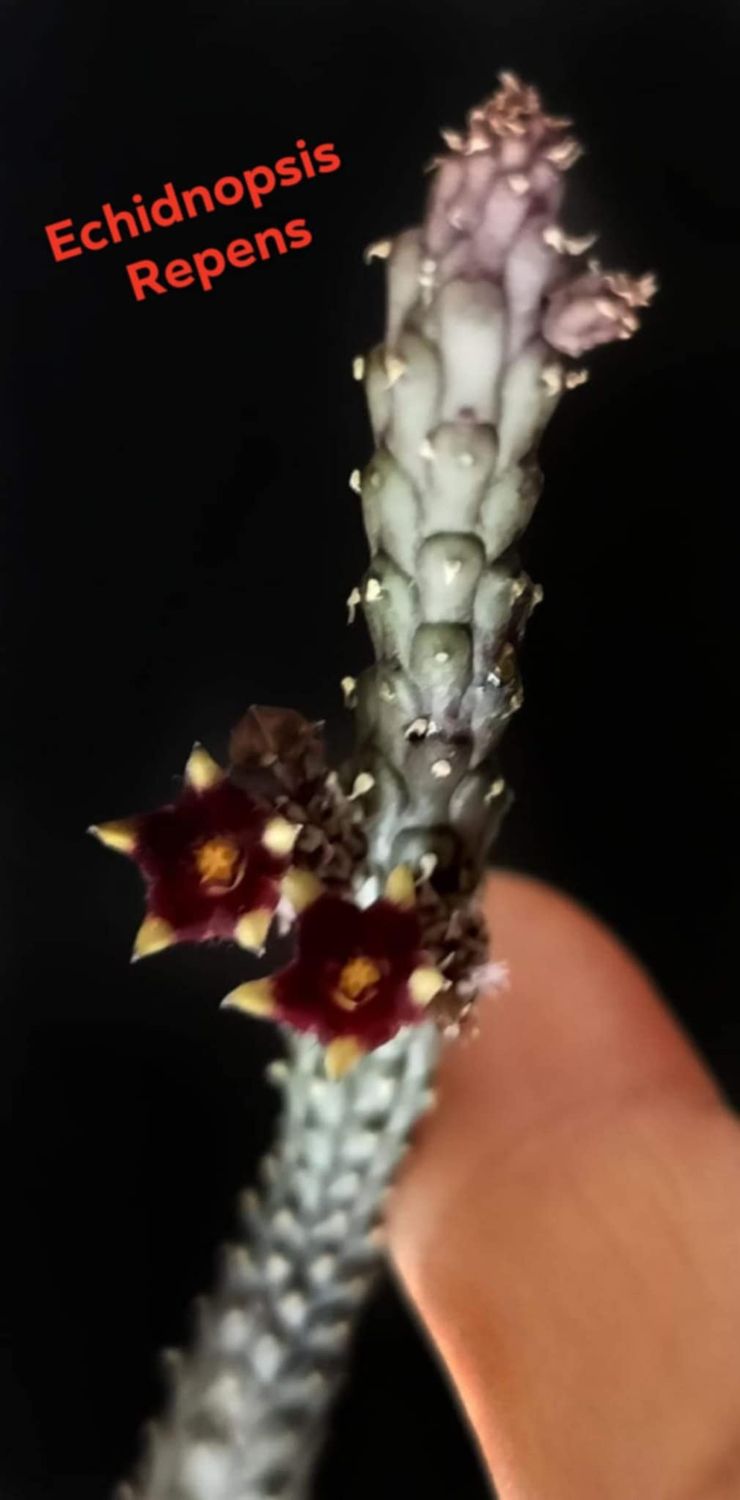 Echidnopsis Repens