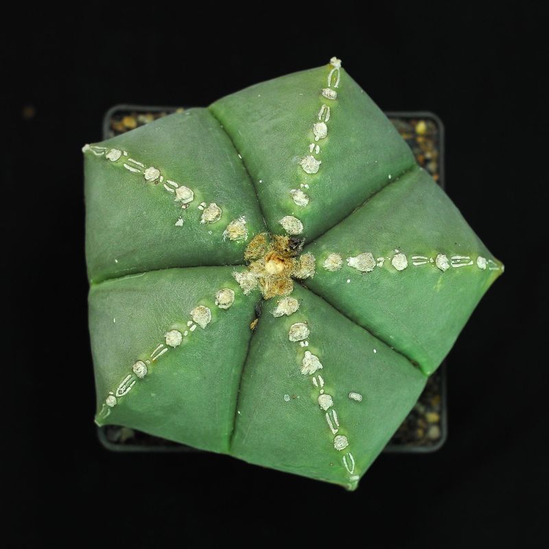 Specimen plant for display purpose only.