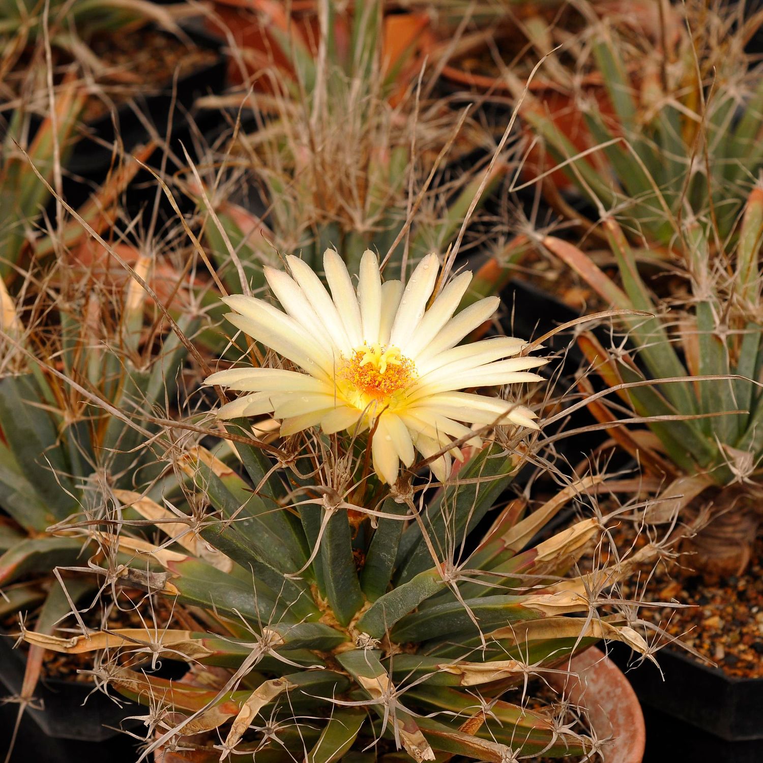 Leuchtenbergia principis